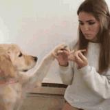 猫到底是固体还是液体,猫是固体还是液体有科学依据吗