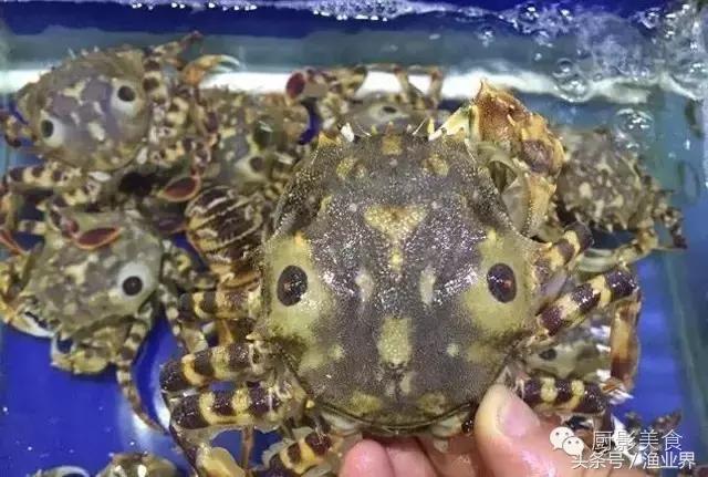 中国的螃蟹,螃蟹大赏的图片