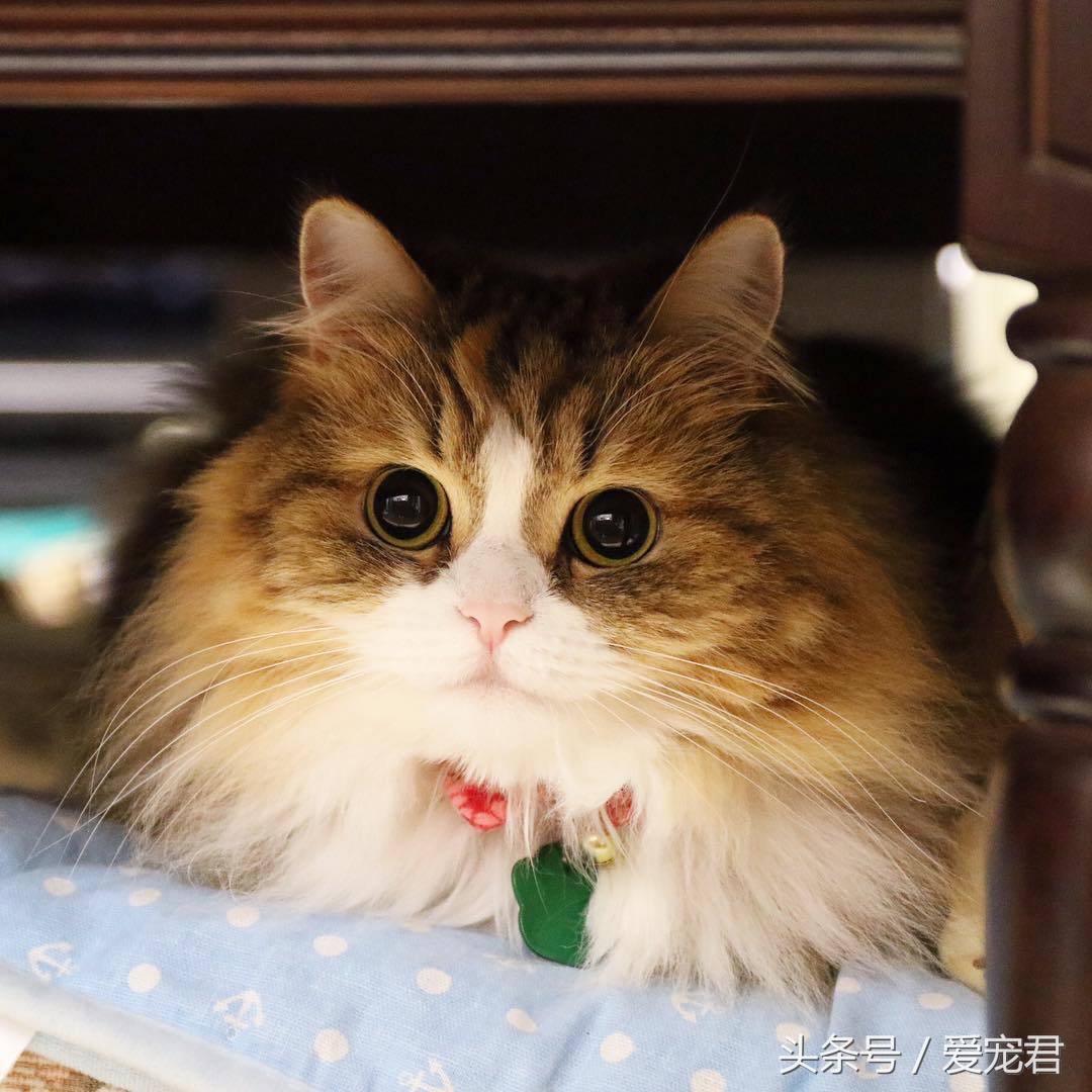 猫咪乱咬东西怎么纠正,猫咪乱咬东西怎么教训它