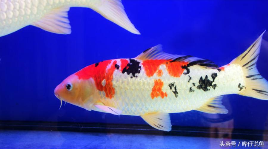 清道夫五宗罪全集,清道夫十宗罪