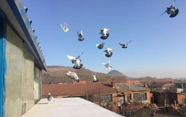 信鸽回巢的正确方法,信鸽比赛归巢后怎么管理