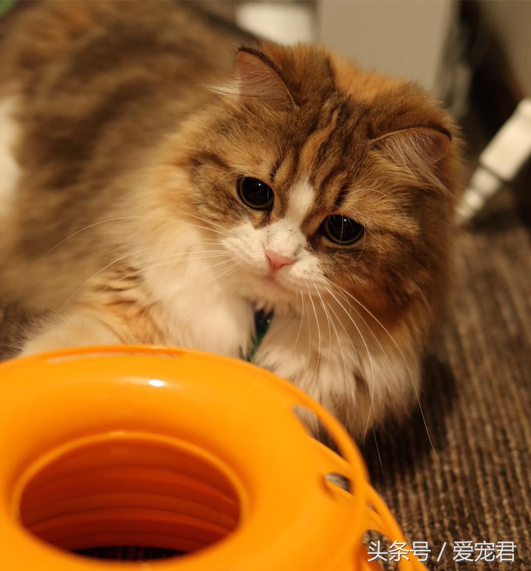 猫咪乱咬东西怎么纠正,猫咪乱咬东西怎么教训它