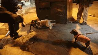 白天当宠物晚上捉老鼠,适合看家抓老鼠的狗