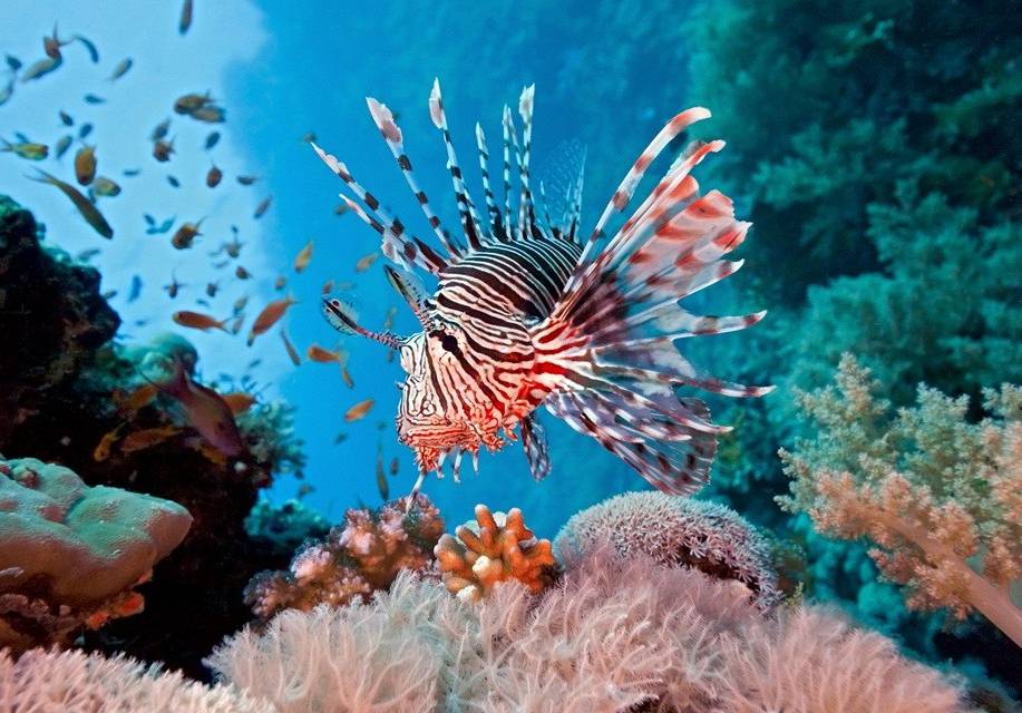 重庆汉海海洋公园团购,重庆汉海海洋公园