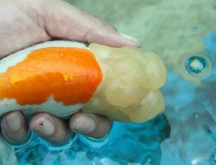 金鱼狮子头鎏金区别,虎头金鱼和狮子头金鱼的区别