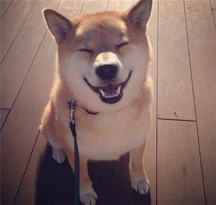 如何挑选柴犬详细教程送给你,挑选柴犬的十大忠告