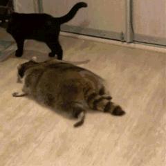 猫到底是固体还是液体,猫是固体还是液体有科学依据吗