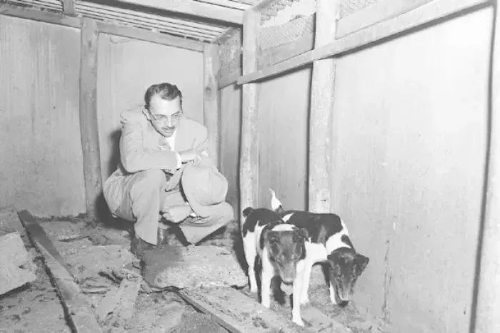 白天当宠物晚上捉老鼠,适合看家抓老鼠的狗