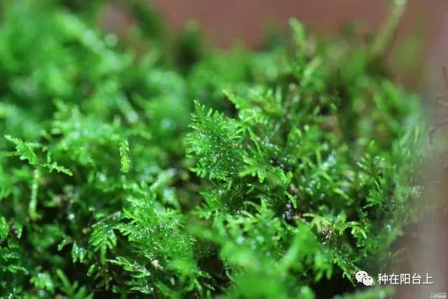 鑻旂帀鐩嗚姳,鑻旂帀鐩嗘牻閫犲瀷