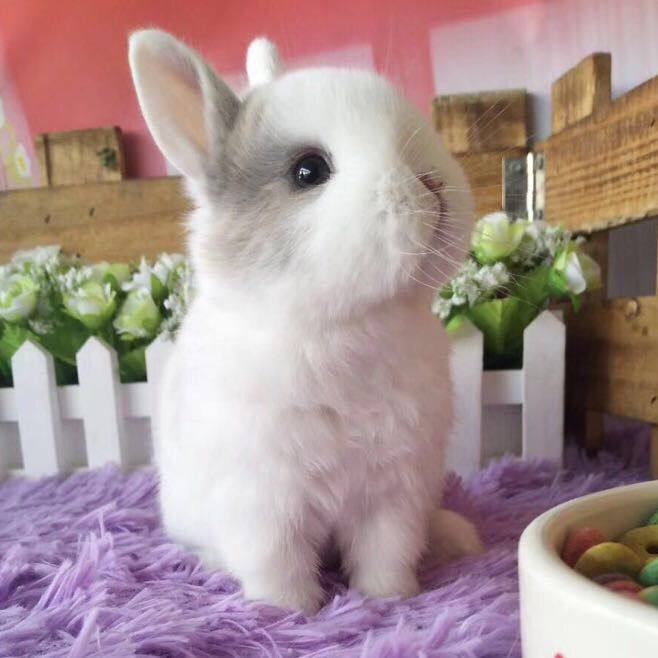 上班族养什么小宠物又便宜又好养,上班族养什么宠物又便宜又好养