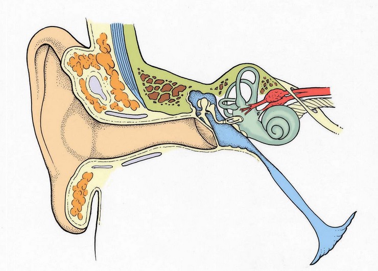 耳鸣自愈之路,耳鸣脑鸣有没有走弯路的患者