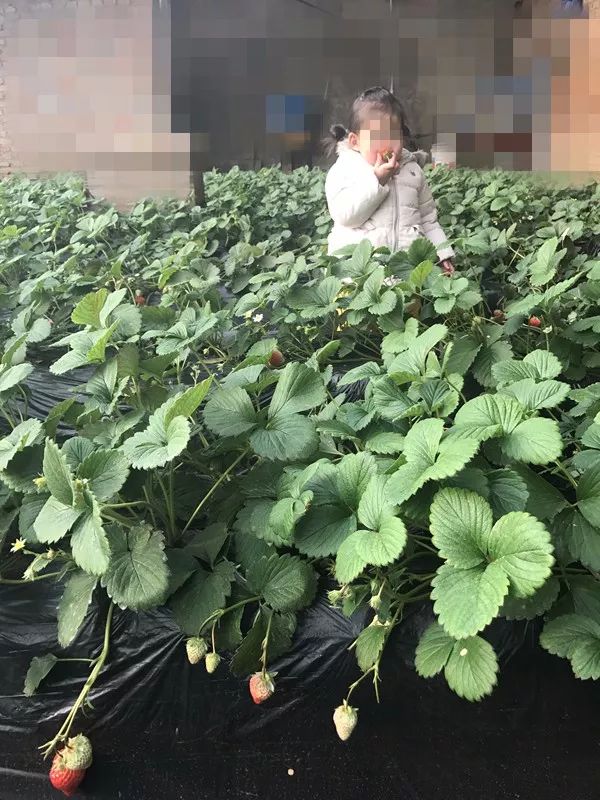 吃草莓中毒呕吐症状及解救,孩子吃草莓住院