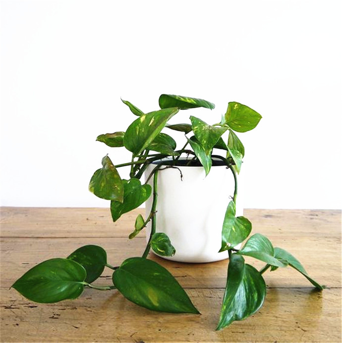 养花小妙招绿萝不生根杀虫,养花大全绿萝不长根