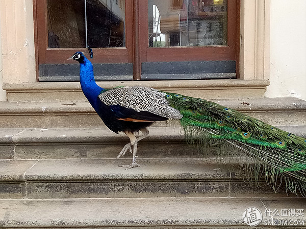 oppor9性能介绍,oppor9优点和缺点