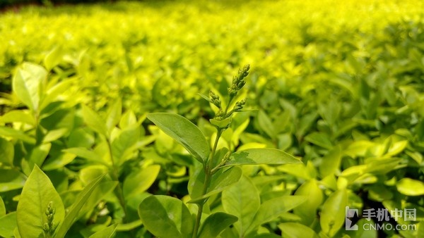 lgg5处理器好用吗,LGg5参数