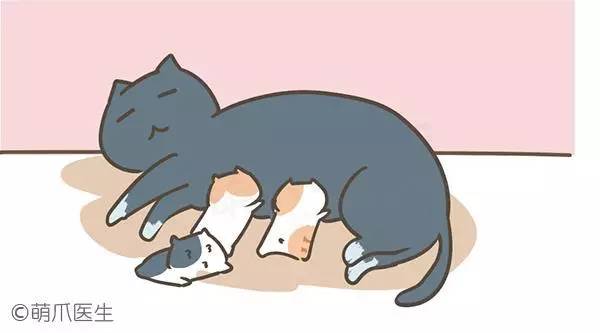 怎样让猫咪快速生宝宝,怎样有助于猫咪生孩子