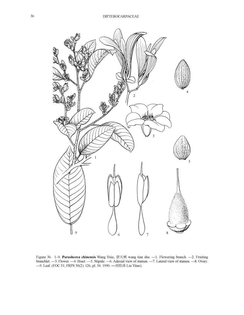 擎天柱云南,中国珍稀植物望天树