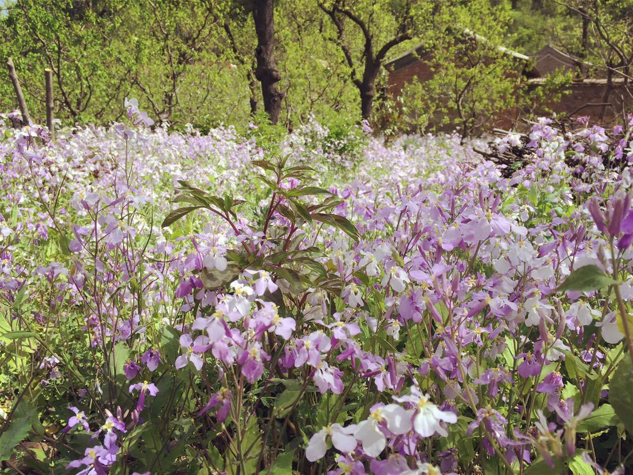 平谷国际徒步大道开放吗,平谷徒步大道自驾游路线图