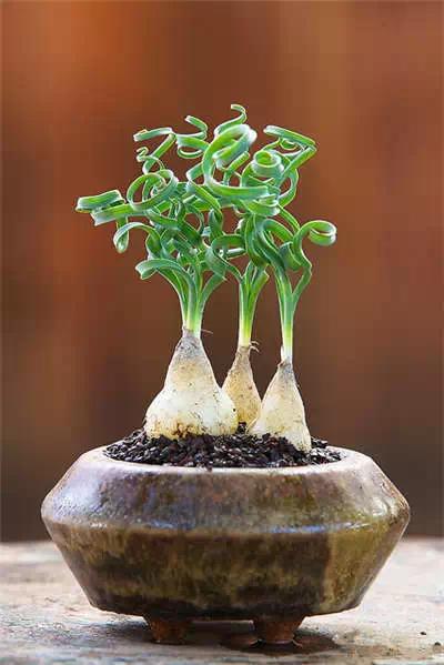 红梅多肉悬崖桩老桩,多肉老桩怎么养