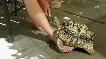 达尔文的象龟,达尔文进化岛最终进化形态