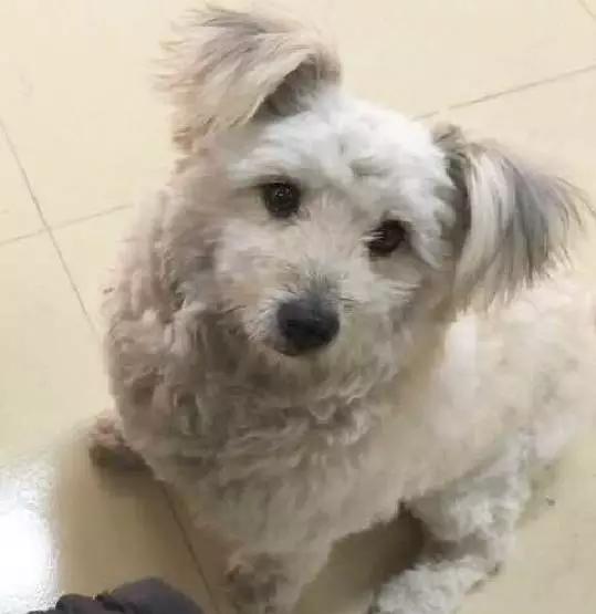 上海领养猫公益,上海领养狗狗店