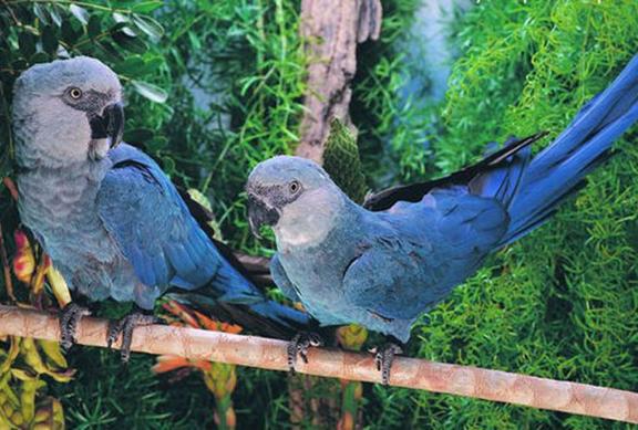 鹦鹉注意事项有哪些,照顾鹦鹉的注意事项