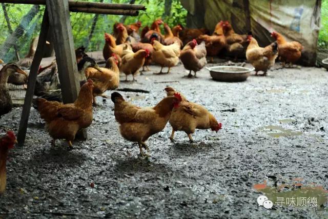 吃正宗清远鸡阳山,正宗阳山清远鸡