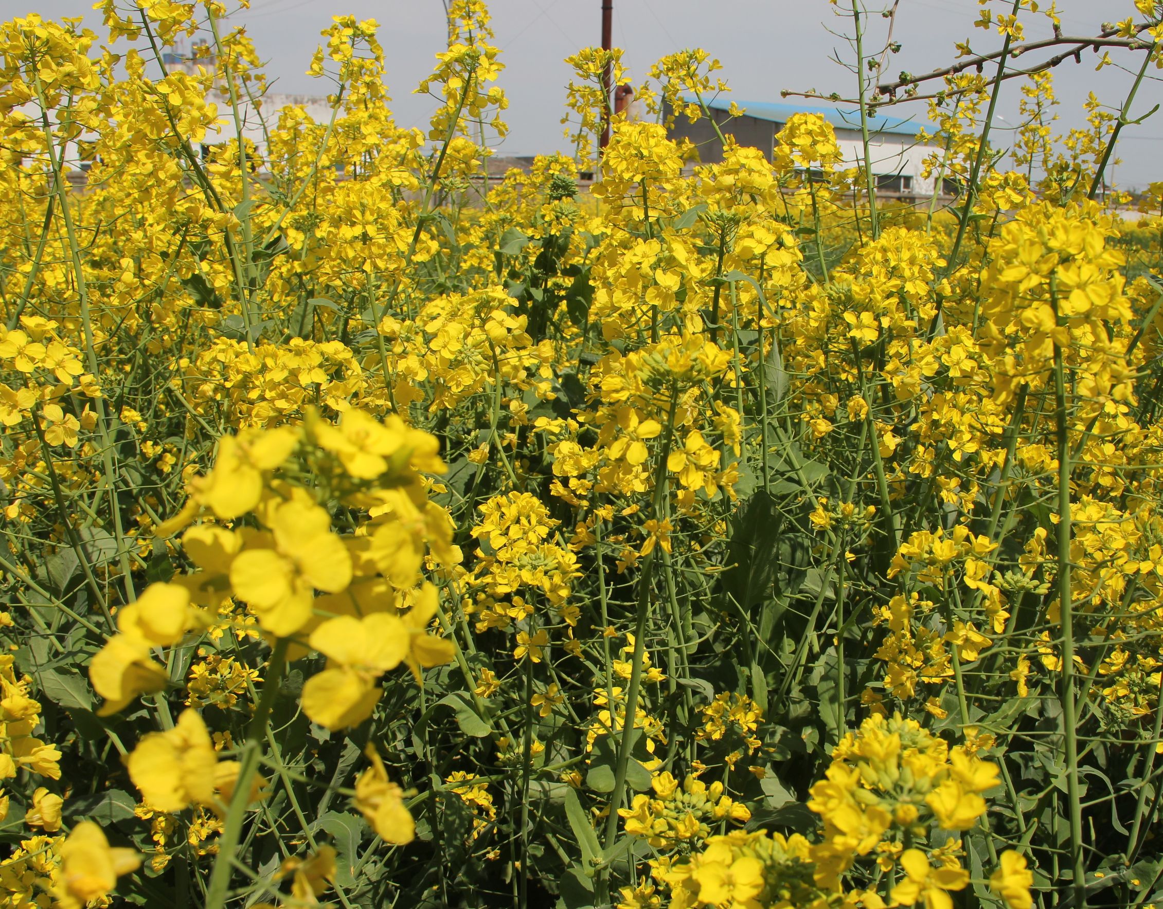 三星s7对比5s,三星s7e和note7