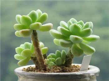 红梅多肉悬崖桩老桩,多肉老桩怎么养