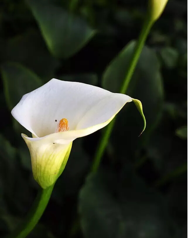 彩色马蹄莲花语象征与寓意,马蹄莲花语象征与寓意