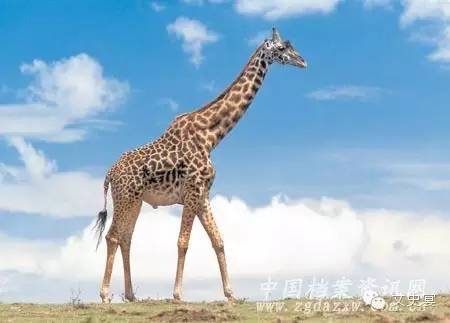 大明宫疯狂动物城,大明王朝疯狂动物城