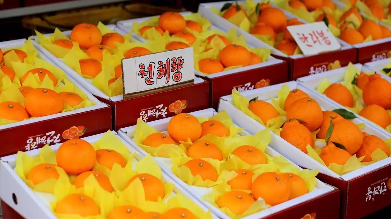 全过程记录，揭秘廉价济州岛跟团游背后的真相