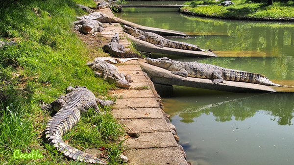 中南百草原景区动物园,中南百草原景区动物