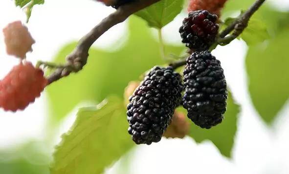 从茂名至广西一日游攻略,广西一日游攻略