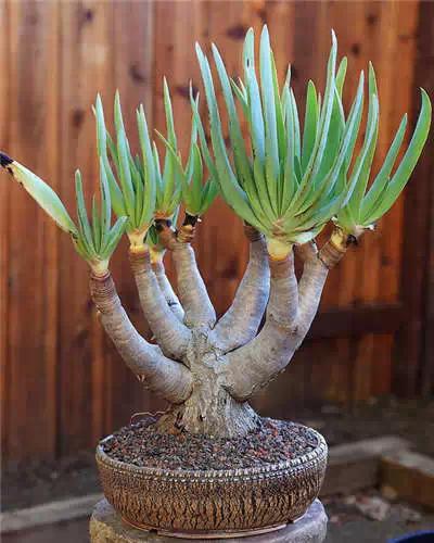 红梅多肉悬崖桩老桩,多肉老桩怎么养