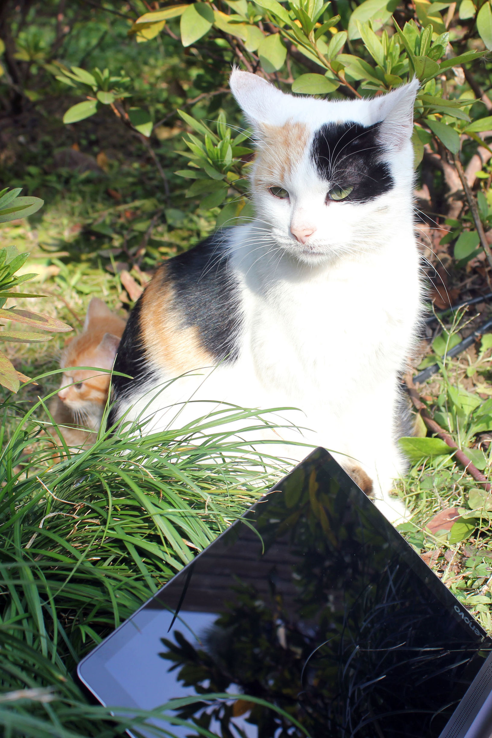 联想yogatab,联想平板yogatab3plus