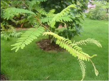 跟我学中药系列5,跟我学中医笔记