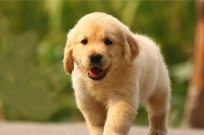 金毛犬犬类智商排名,犬类智商前二十排名