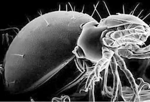 可怕的虫子小学生,恐怖虫子从哪里爬出来