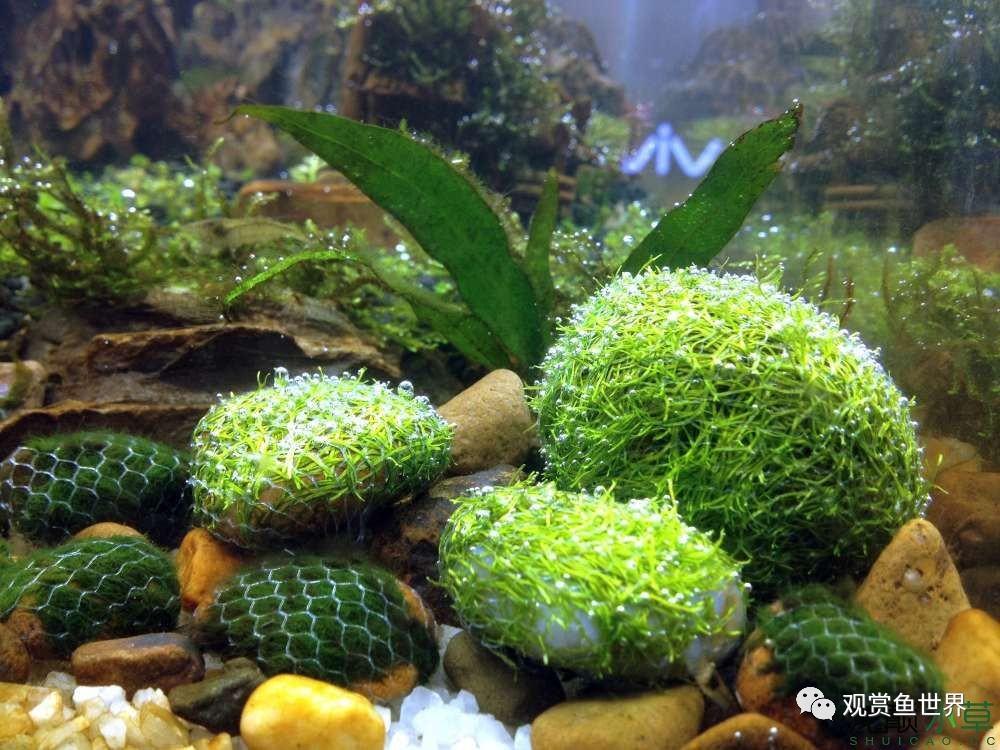 谦虚的新人晒一晒1米缸,“建缸”VS45天后(内涵多张细节图和详解!)