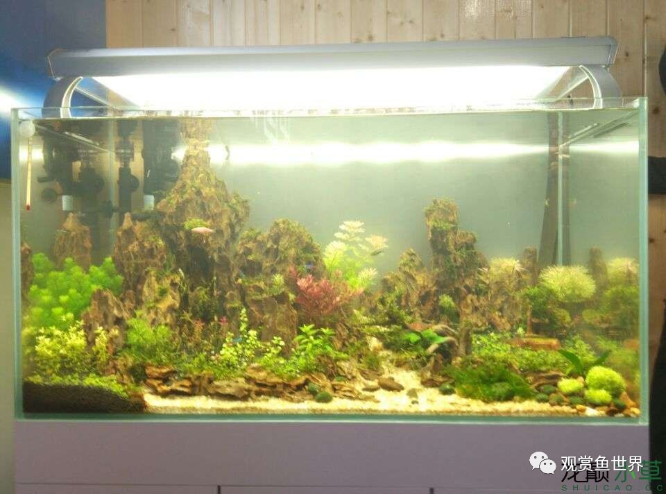 谦虚的新人晒一晒1米缸，“建缸”VS45天后（内涵多张细节图和详解！）