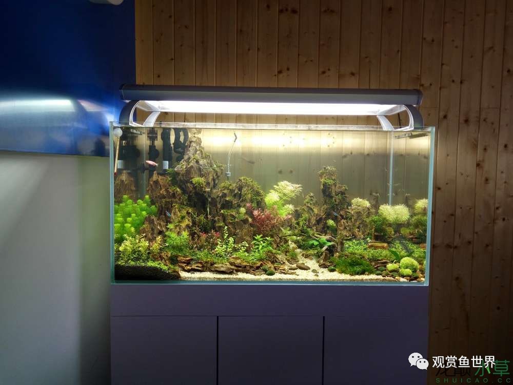 谦虚的新人晒一晒1米缸，“建缸”VS45天后（内涵多张细节图和详解！）