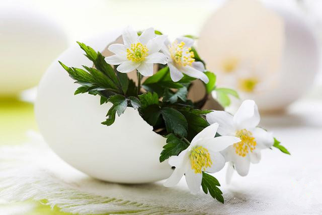 用鸡蛋壳这样养花1年不用施肥,鸡蛋壳别再扔了这样做比肉还好吃