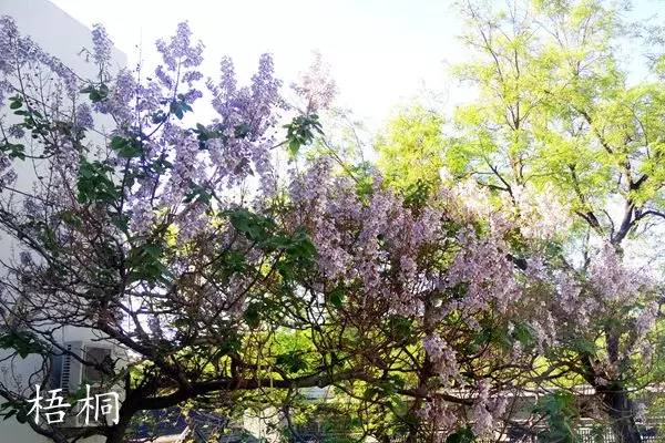 趣谈英文花名,趵突泉山大校区春天