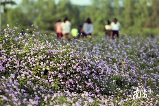 深圳新出好玩的地方,深圳市哪些公园比较值得去