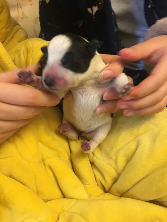 网友拍到一只萨摩耶,网友晒自家狗子