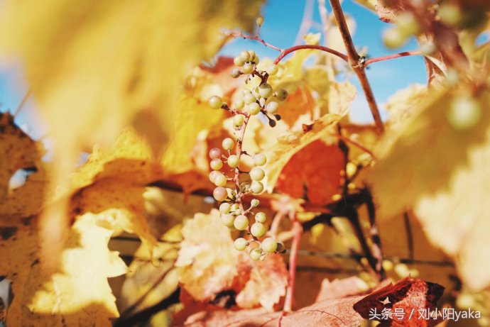 维多利亚水廊旅游,加拿大旅行景点