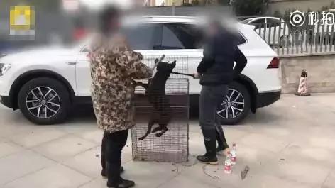 当街杀狗滴血祭新车，网友气炸！