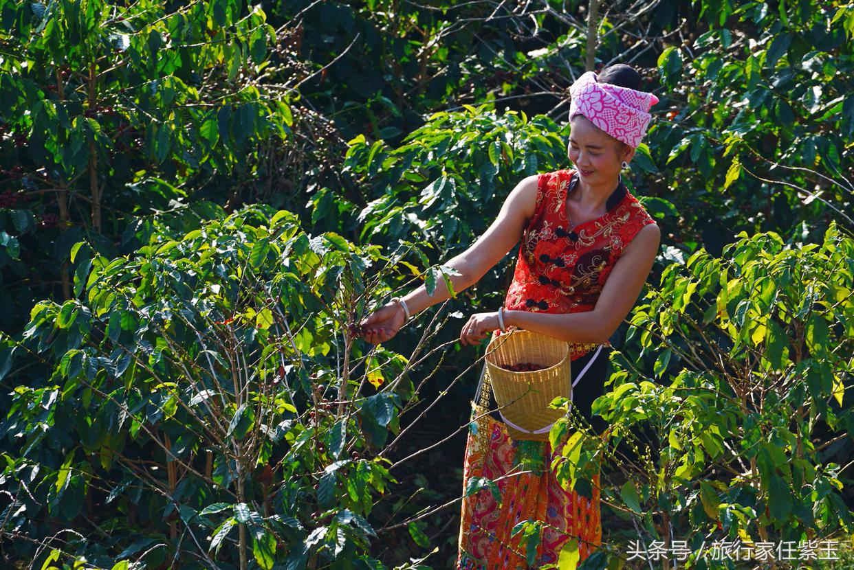 猫屎咖啡和普通咖啡有什么区别呢,猫屎咖啡和云南小粒咖啡哪个好