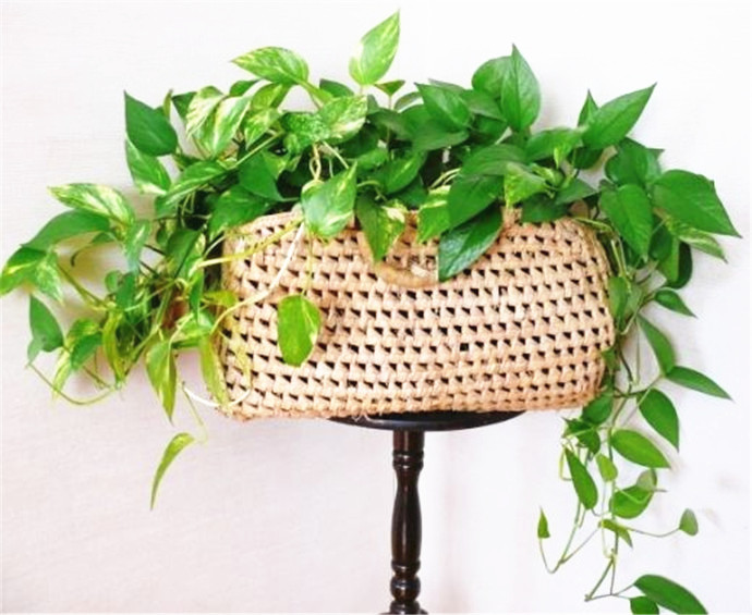 养花小妙招绿萝不生根杀虫,养花大全绿萝不长根